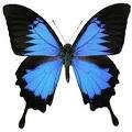 motyl