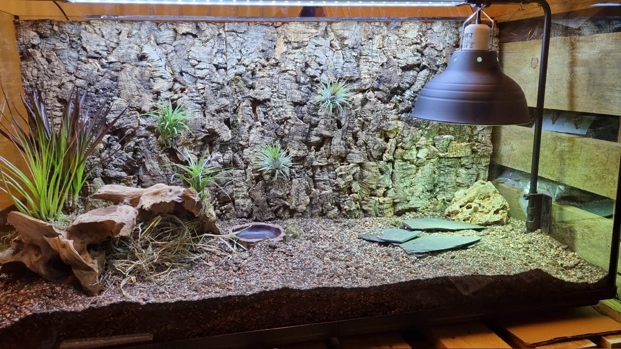terrarium 