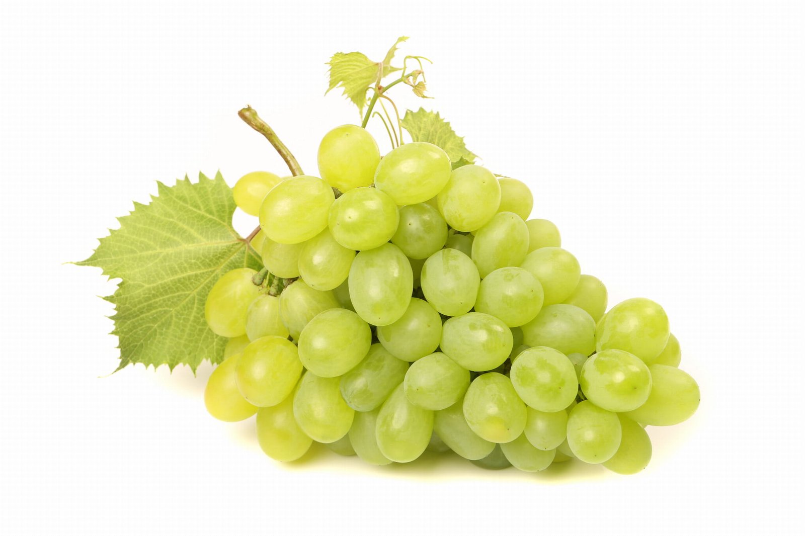 winogrono