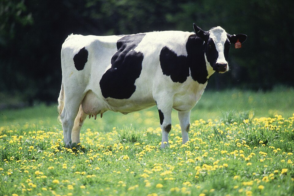 KROWA
