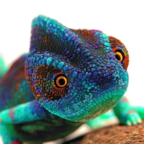 kameleon