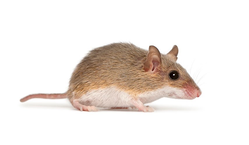 Mysz polna