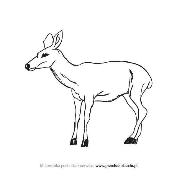 sarna