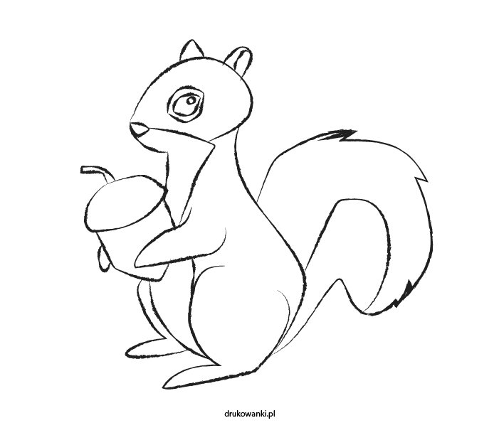 wiewiórka